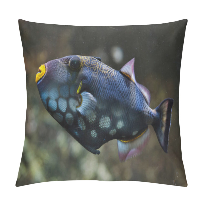 Personality  Clown Triggerfish (Balistoides Conspicillum) Pillow Covers