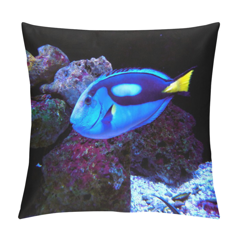 Personality  Pacific Regal Blue Tang Fish Pillow Covers