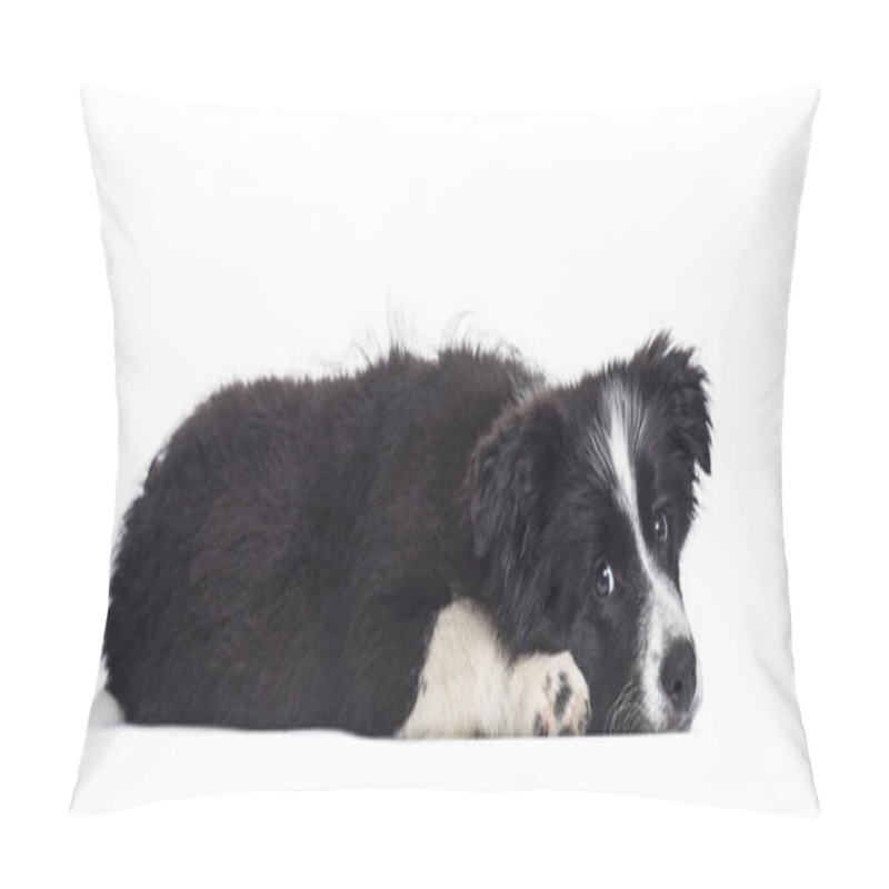 Personality  Border Collie Puppy, 17 Weeks Old, Against White Background Pillow Covers