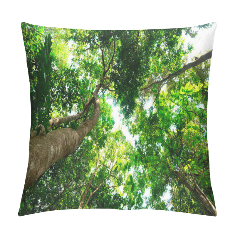 Personality  Bottom View Of Branch Tree In Tropical Jungle.forest And Environment Concept Pillow Covers