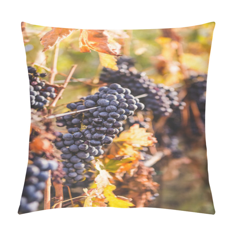 Personality  Ripe Grapes On Tuscan Vineyard  Pillow Covers