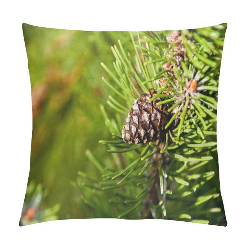 Personality  Pine Cone On A Green Branch Lit By The Sun Pillow Covers