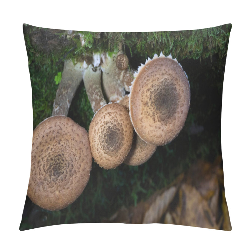 Personality  Armillaria Ostoyae (synonym Armillaria Solidipes) Is A Species Of Fungus, Pathogenic To Trees, In The Family Physalacriaceae. Pillow Covers