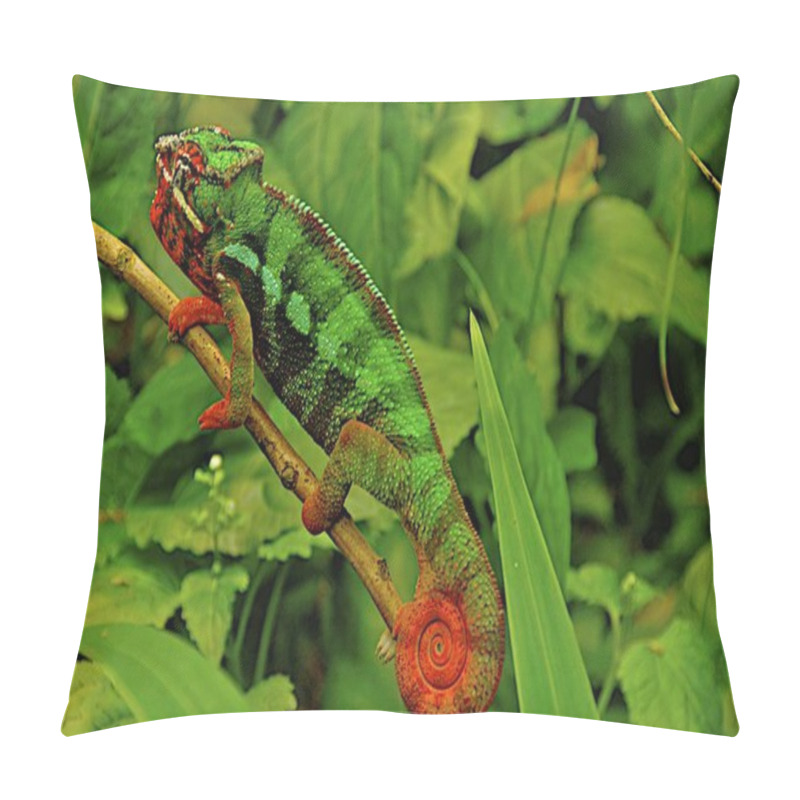 Personality  Chameleon Animal, Tropical Lizard Reptile Pillow Covers