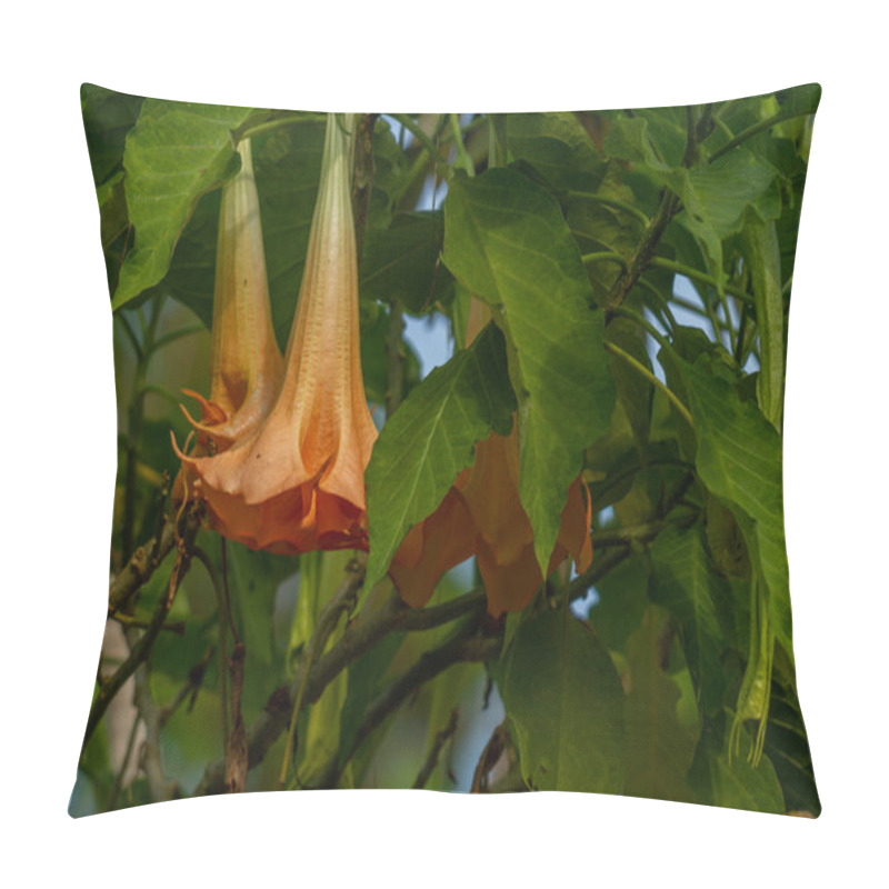 Personality  The Flowers Of The Datura Metel Plant That Are In Bloom Are A Combination Of Ivory And Orange, Growing In The Yard For Decoration Pillow Covers