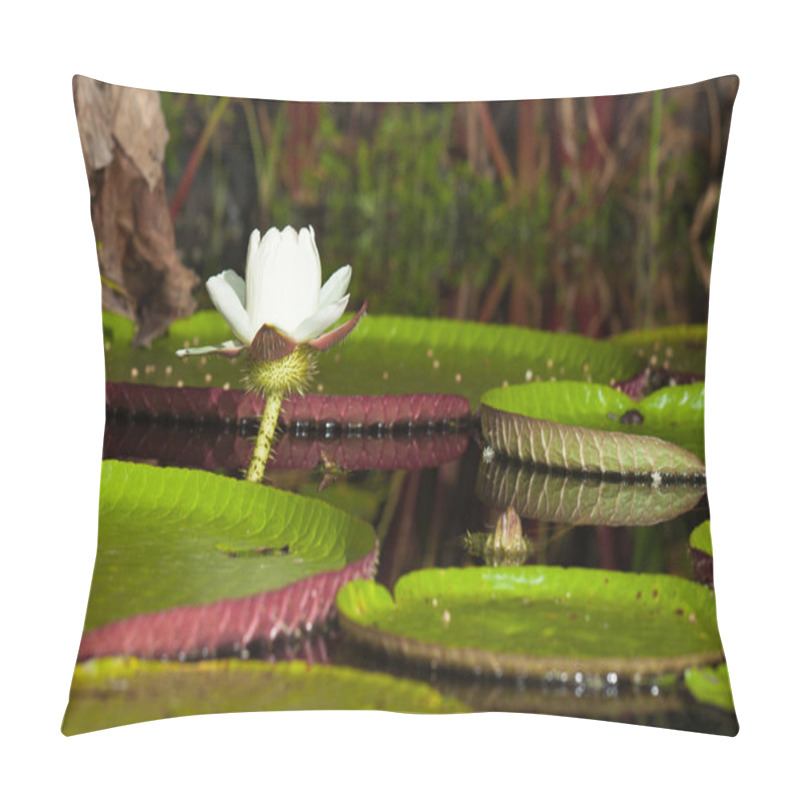 Personality  Giant Water Lily (Victoria Amazonica) Pillow Covers