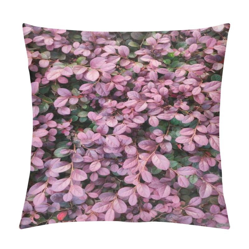 Personality  An Aerial View Highlights Vibrant Purple And Green Foliage, A Species From A Shrub Variety Of Loropetalum. Its Oval-shaped Leaves, With Striking Coloration, Are Often Used For Ornamental Landscaping Due To Their Eye-catching Appeal. Pillow Covers