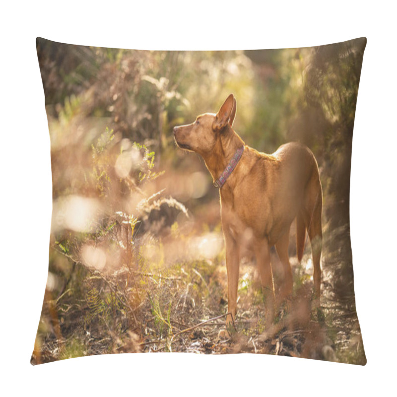 Personality  Beautiful Kelpie In The Bush In Australia. Tan Dog In Spring Pillow Covers