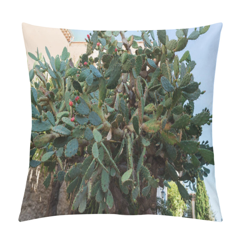 Personality  Old Prickly Pear Cacti With Thick Tree-like Trunks And Several Flowers On The Leaflike Stems Against The Buildings In Shade Pillow Covers