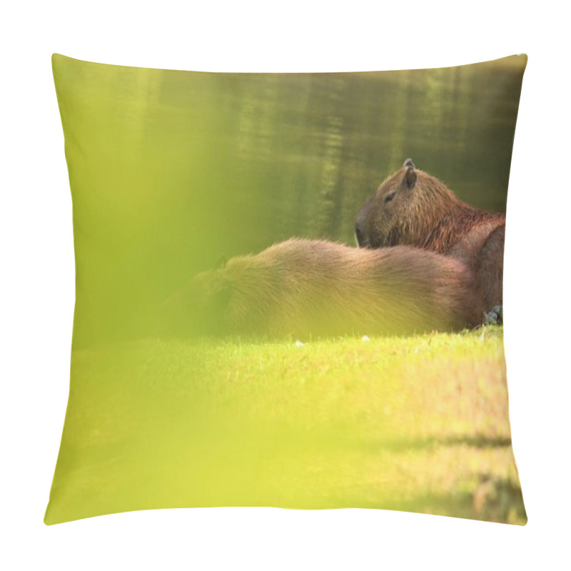 Personality  Brown Capybara Rodents At River, Hydrochoerus Hydrochaeris Pillow Covers