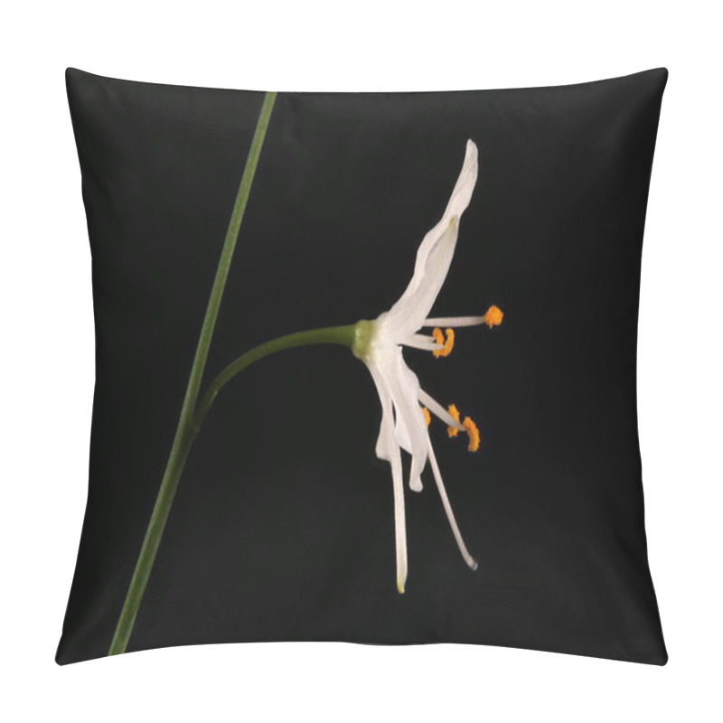 Personality  Branched St. Bernard's-Lily (Anthericum Ramosum). Flower Closeup Pillow Covers