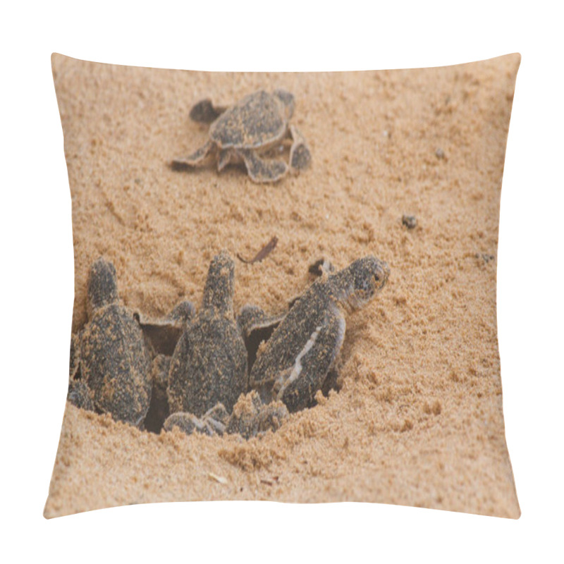 Personality  Loggerhead Baby Sea Turtles Hatching In A Turtle Farm In Sri Lanka, Hikkaduwa. Srilankan Tourism Pillow Covers