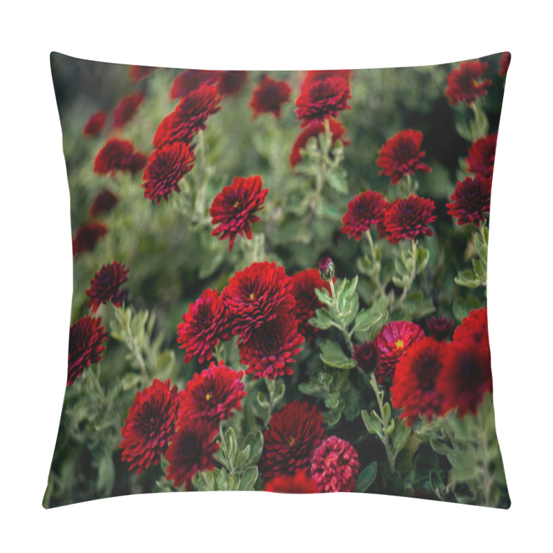 Personality  Burgundy Chrysanthemums In Full Bloom, Set Against A Softly Blurred Background. The Rich Colors And Soft Focus Evoke The Warmth And Beauty Of Autumn Flowers.A Beautiful Close-up Of Deep Burgundy Chrysanthemums Surrounded By Soft-focus Green Leaves Pillow Covers