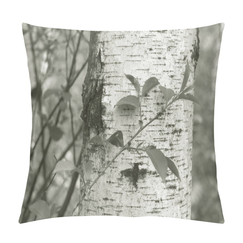 Personality  Young Birch With Black And White Birch Bark In Summer In Birch Grove Against The Background Of Other Birches Pillow Covers