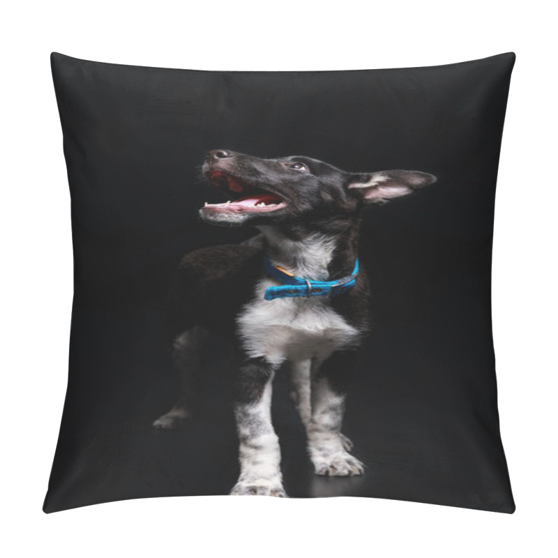 Personality  Cute Dog In Blue Collar With Open Mouth Isolated On Black Pillow Covers