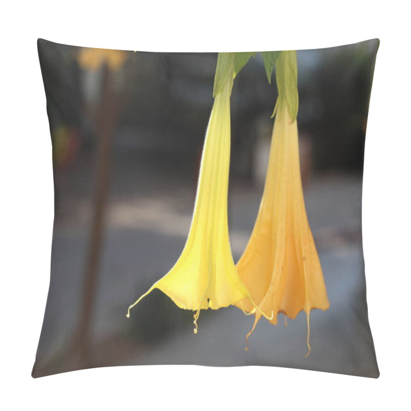 Personality  Brugmansia Arborea (angel's Trumpet) Is A Species Of Flowering Plant In The Family Solanaceae Pillow Covers