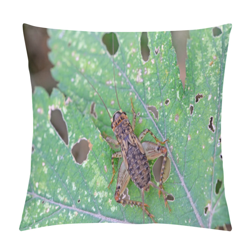 Personality  Cricket Nymphs Pillow Covers