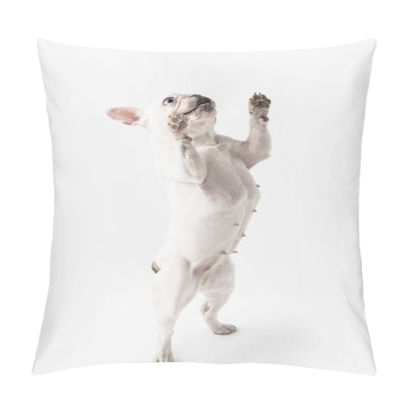 Personality  Adorable French Bulldog Standing On Paws And Looking Up Isolated On White   Pillow Covers