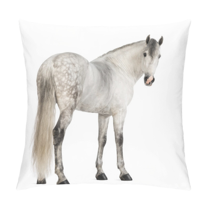 Personality  Rear View Of A Male Andalusian, 7 Years Old, Also Known As The Pure Spanish Horse Or PRE, Looking Back Against White Background Pillow Covers