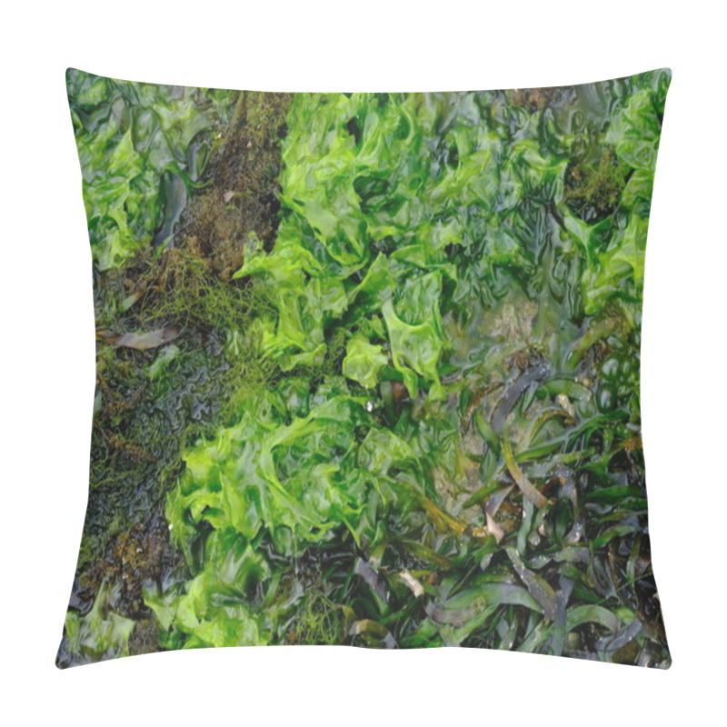 Personality  Seaweed Is One Of The Biological Resources Found In Coastal And Marine Areas. Algae. This Sea Weed Can Be Used As A Raw Material For Gelatin. Pillow Covers