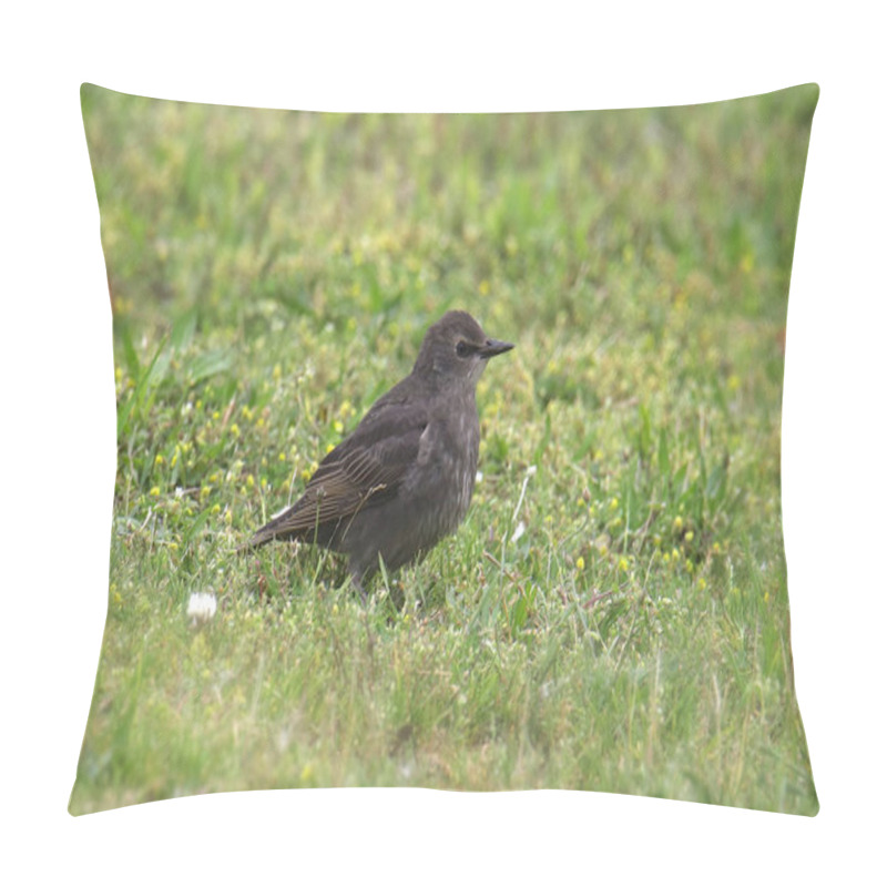 Personality  European Starling (nonbreeding) (sturnus Vulgaris) Pillow Covers