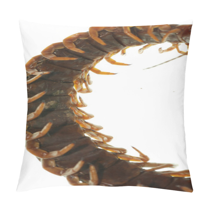 Personality  Poison Animal Centipede Pillow Covers