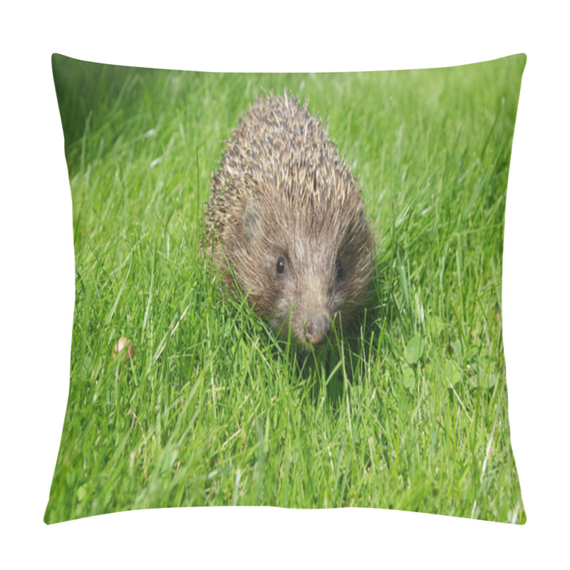 Personality  Hedgehog Pillow Covers