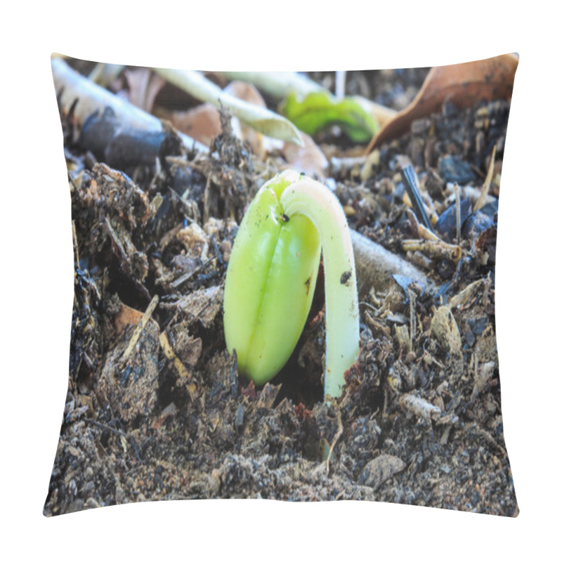 Personality  Sprout Of Tamarind Seed That The Agriculturist Cultivates To Kee Pillow Covers