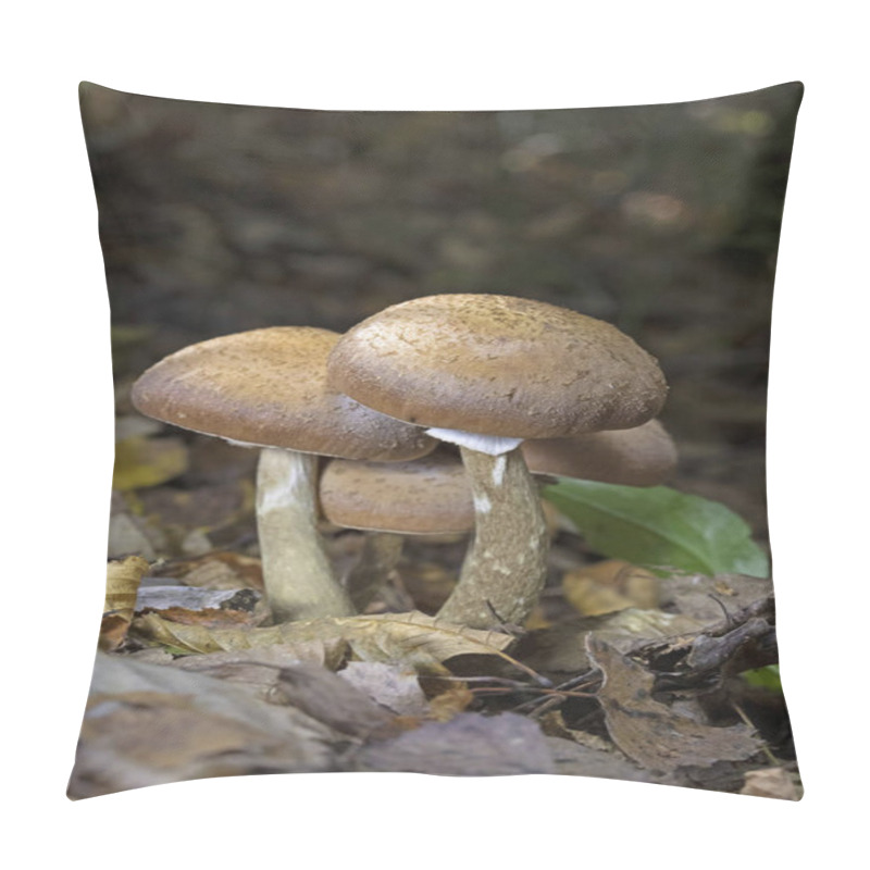 Personality  Armillaria Ostoyae (synonym Armillaria Solidipes) Is A Species Of Fungus, Pathogenic To Trees, In The Family Physalacriaceae. Pillow Covers