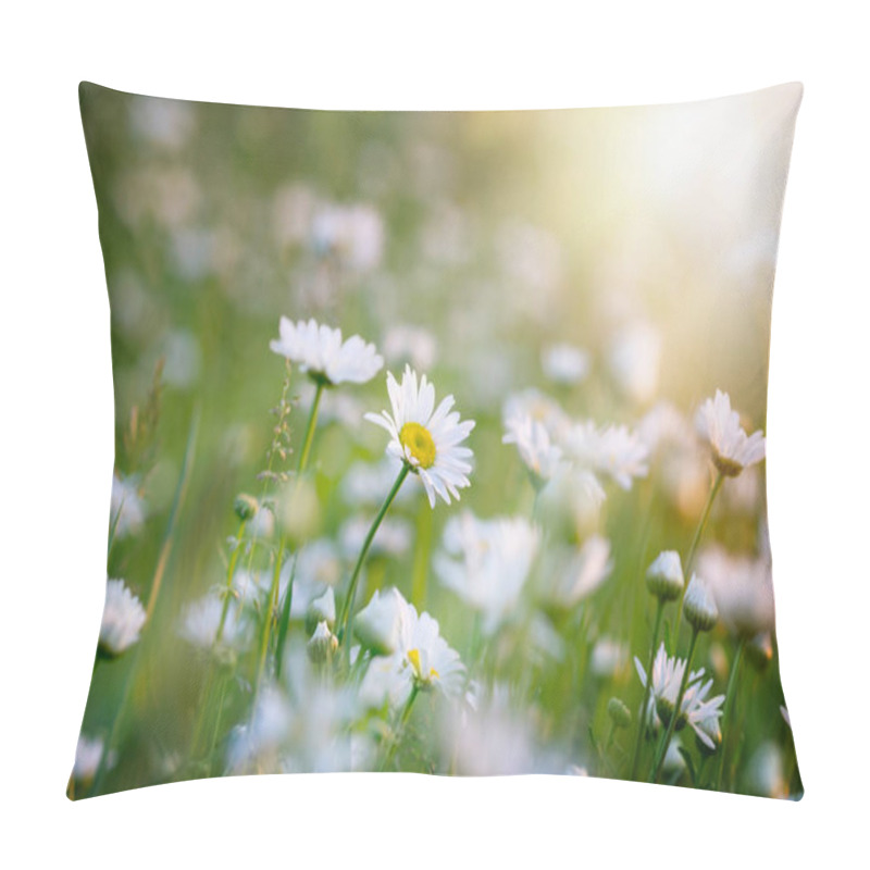 Personality  Flowers In Meadow - Beautiful Daisy Flowers In Spring Pillow Covers