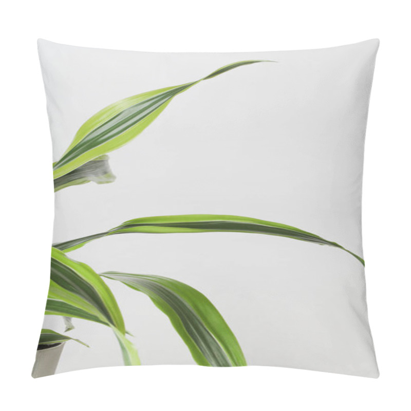 Personality  Creative Nature Background. Decorative House Plant In Pot On White Background With Natural Light. Minimal Style Design With Plants. Copy Space Pillow Covers