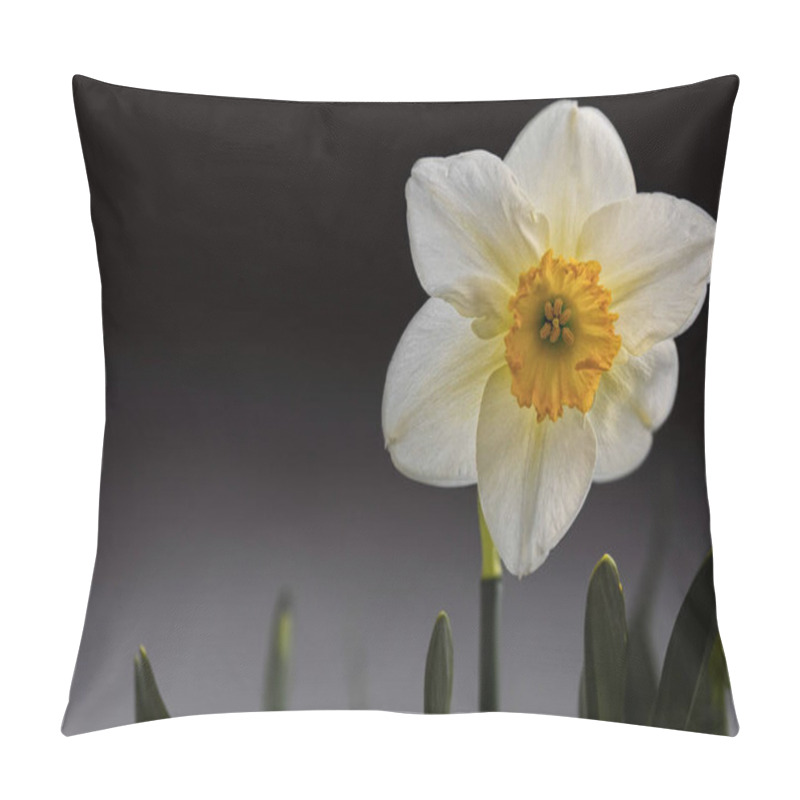 Personality  Flower, Narcissus, Close-up Narcissus Bloom. Pillow Covers