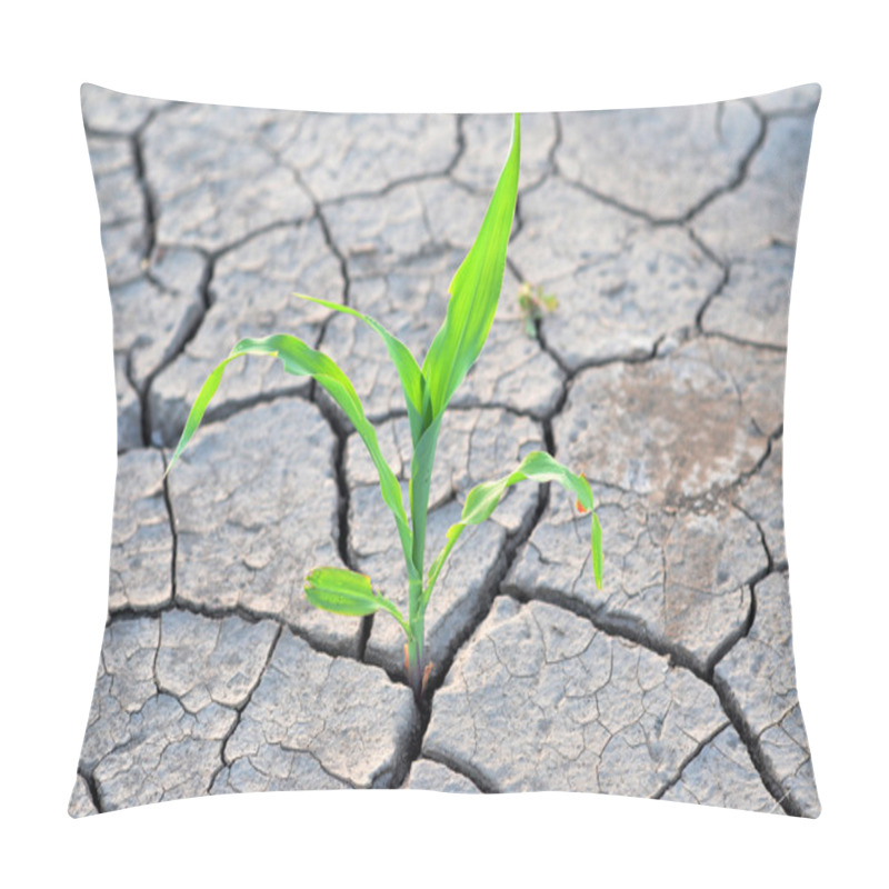 Personality  Corn Growing On The Dry Agricultural Land Pillow Covers