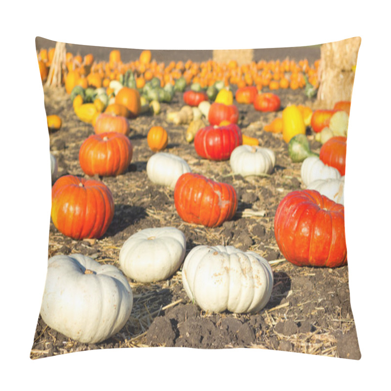 Personality  Pumpkin Patch In California. Pillow Covers