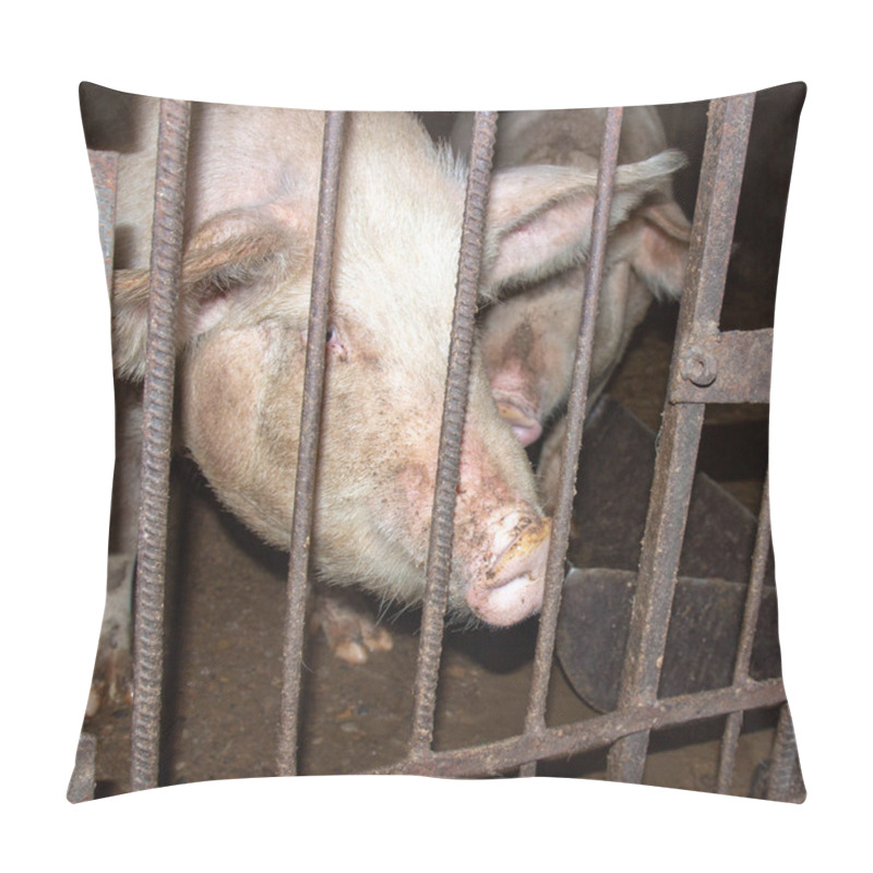 Personality  A Closeup Shot Of Pigs In Cage On Background Pillow Covers