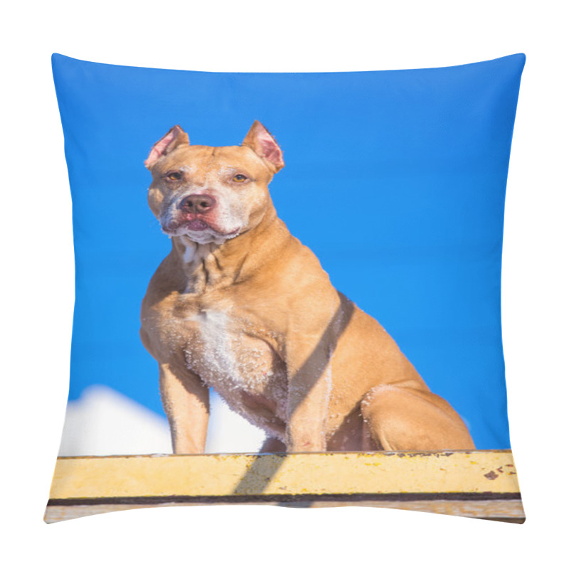 Personality  American Pit Bull Terrier On Training Ground For Dogs Pillow Covers