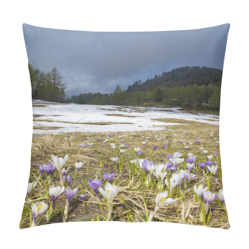 Personality  Early Spring Blooming Meadow With Crocus In Sella Di Rioda, Alps Pillow Covers