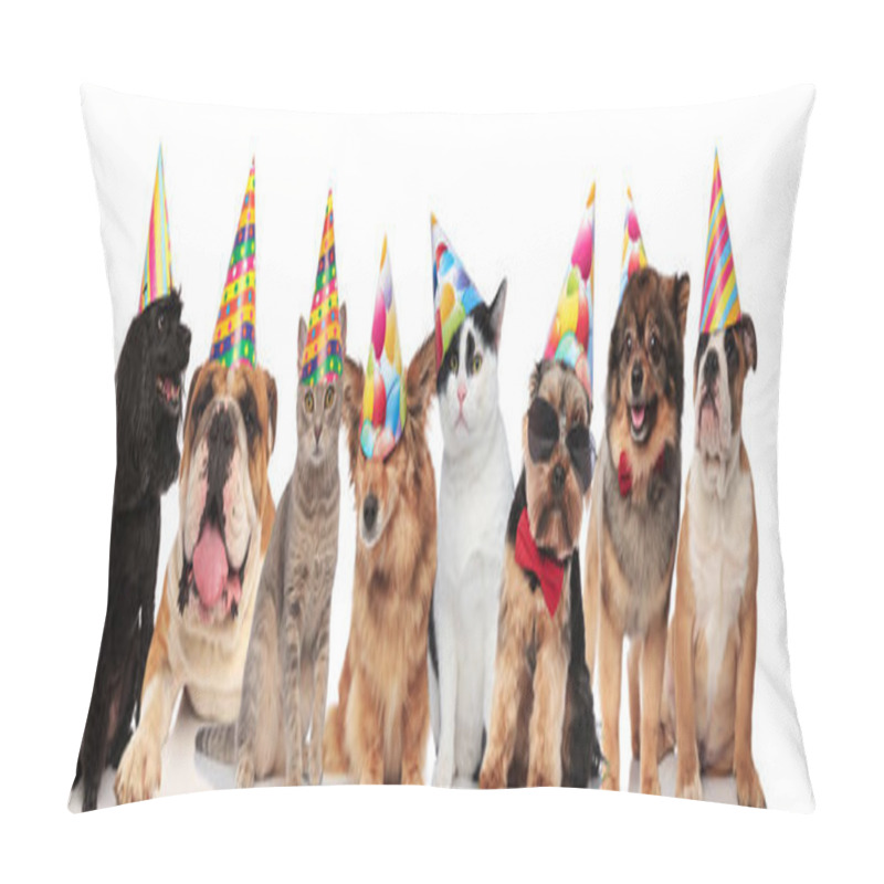 Personality  Adorable Team Of Birthday Pets Of Different Breeds Standing, Sitting And Lying On White Background While Wearing Colorful Hats Pillow Covers