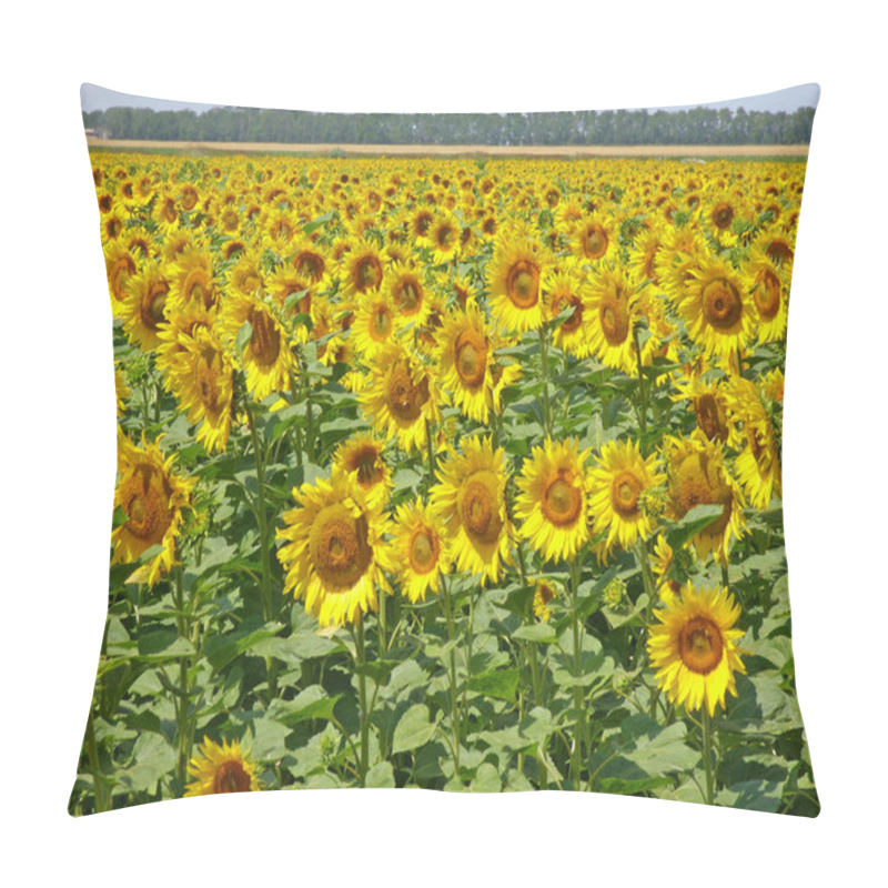 Personality  Sunflower Field Pillow Covers