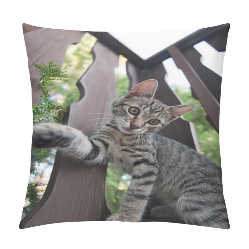 Personality  Domestic Cat Pillow Covers