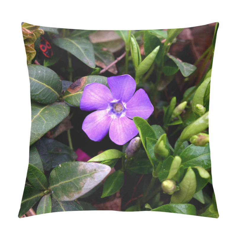 Personality  Spring Nature Macro Photography Lilac Blooming Vinca Flower. A Vinca Flower With Blooming Buds. Flowers On The Background Of Green Leaves Of Plants And Grass. Pillow Covers