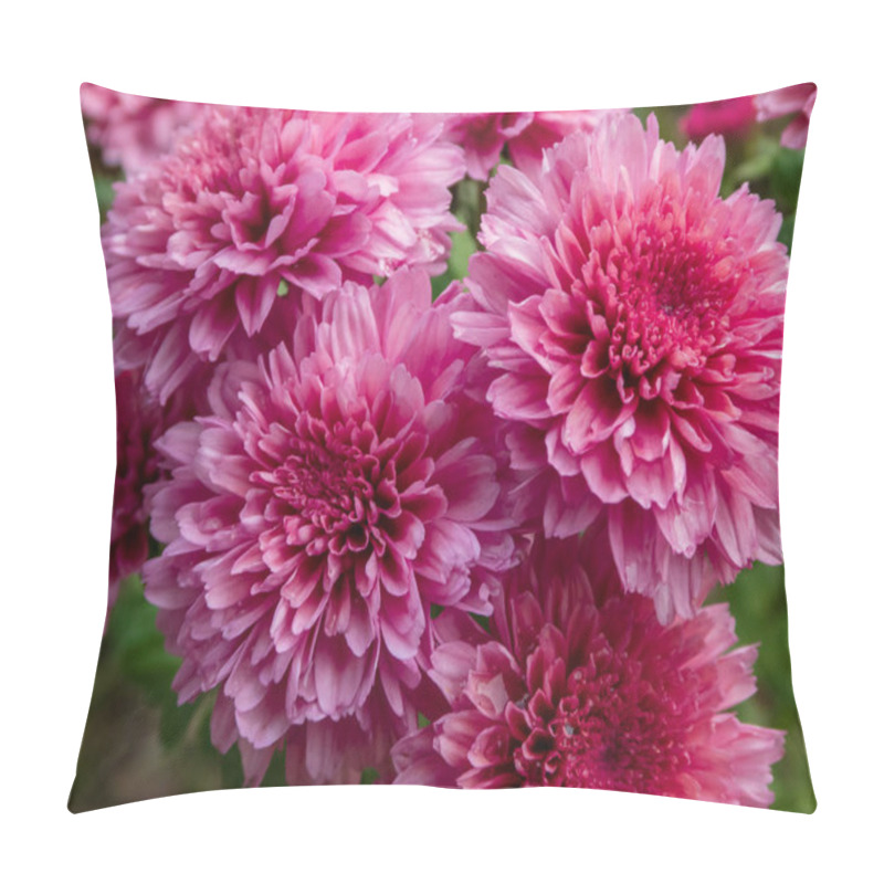 Personality  A Bush Of Red Chrysanthemums Outside In The Afternoon Close-up Pillow Covers