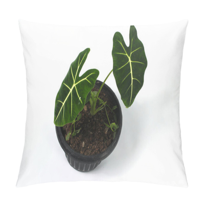 Personality  Top View Of Alocasia Green Velvet (Alocasia Micholitziana Frydek) On Black Pots Isolated On White Background. Pillow Covers