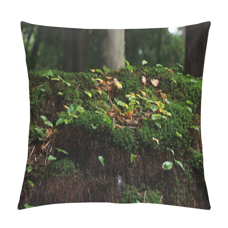 Personality  Beautiful Green Moss And Wild Plants Growing In Forest Pillow Covers