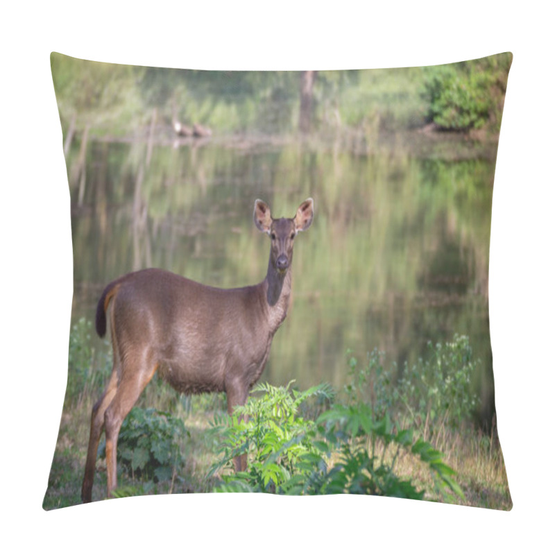 Personality  A Close Up Shot Of A Sambar Deer Taken During A Jungle Safari. Pillow Covers