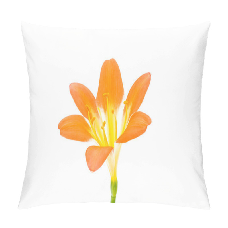 Personality  Flower From Clivia Amaryllis Pillow Covers