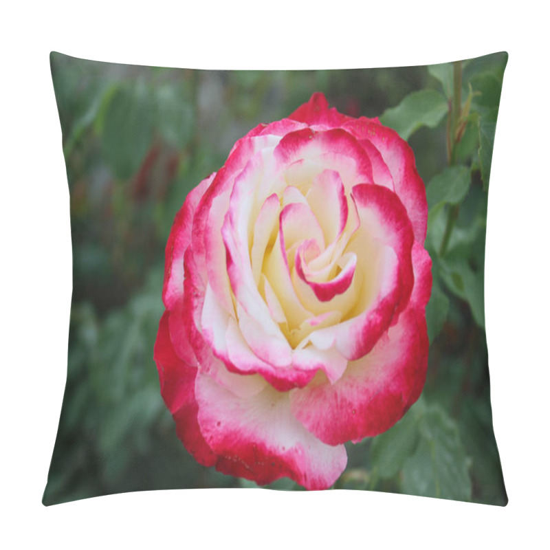 Personality  Closeup Picture Of A A Lovely Rose Bush In A Beautiful Summer Garden Pillow Covers