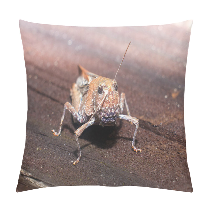 Personality  Chortophaga Viridifasciata Australior - Southern Green-striped Grasshopper Brown Form On Wooden Plank.  High Resolution Detail, Selective Focus Looking At Camera, Front View, Antennae Crooked Pillow Covers