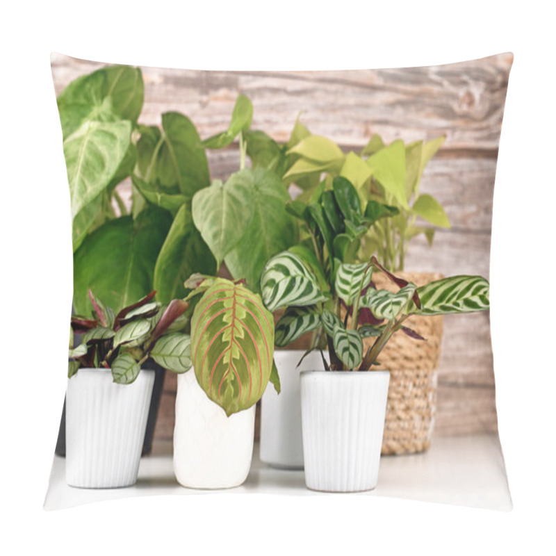 Personality  Various Small Tropical Houseplants Like Marantas And Syngonium In Pots On White Table Pillow Covers