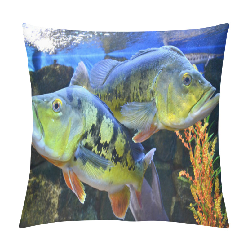 Personality  Cichla Grouper Fishes Pillow Covers